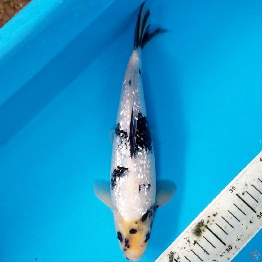 SHIRO GINRIN 31 CM