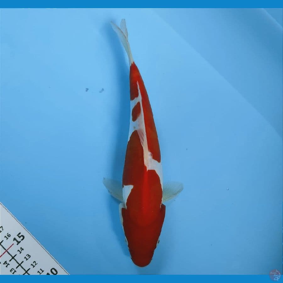 DOITSU KOHAKU 26CM/FEMALE