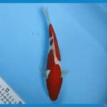 DOITSU KOHAKU 26CM/FEMALE