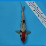 TATEGOI KINDAI SHOWA 27CM/MALE 