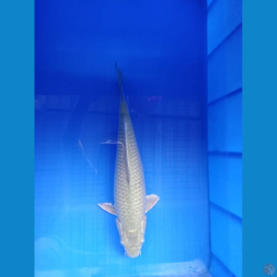 Soraghoi 33 cm