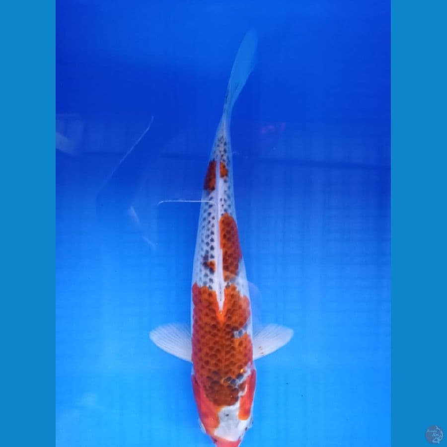 Ghosiki 32 cm