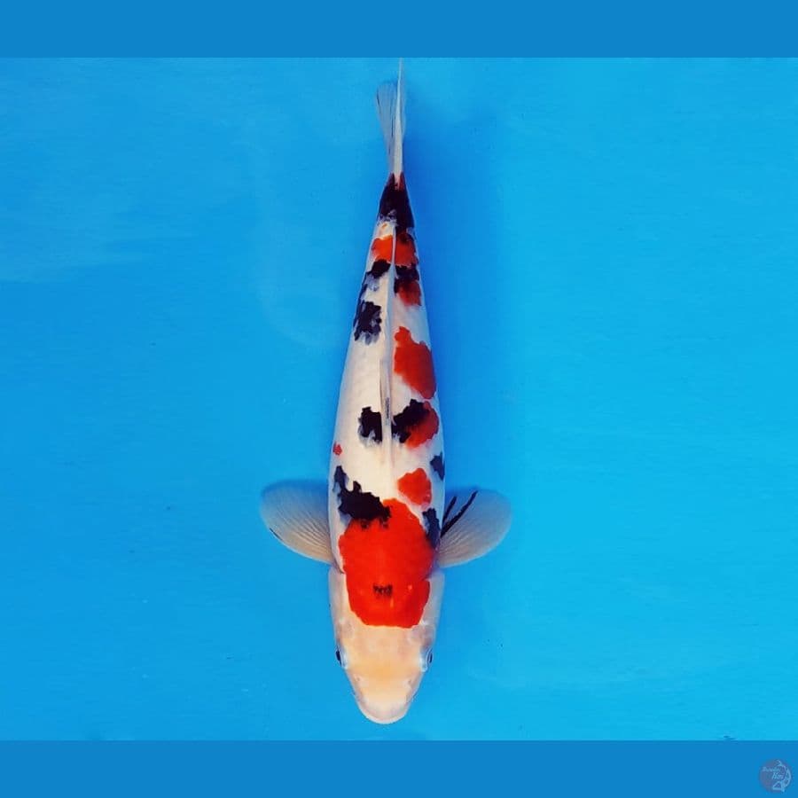 HANA 4 - SANKE 31 cm/fm ®