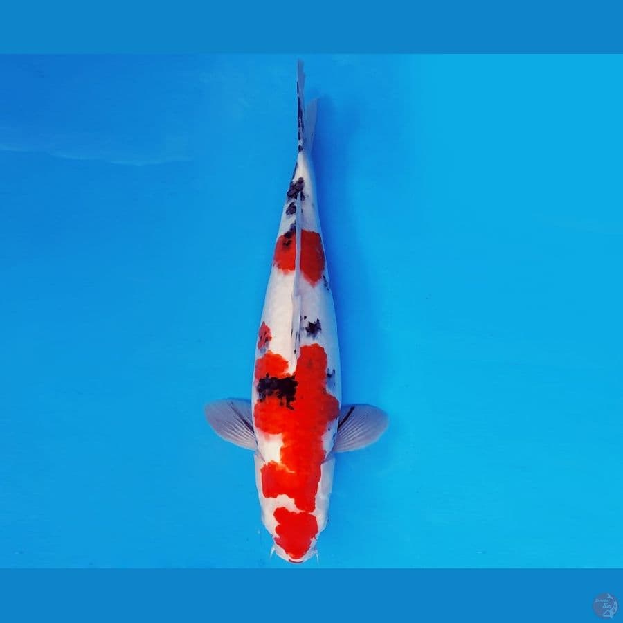 HANA 5 - SANKE JUMBO 43 cm/fm ®
