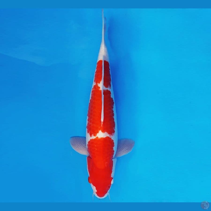 HANA 6 - KOHAKU 37 cm/male ®