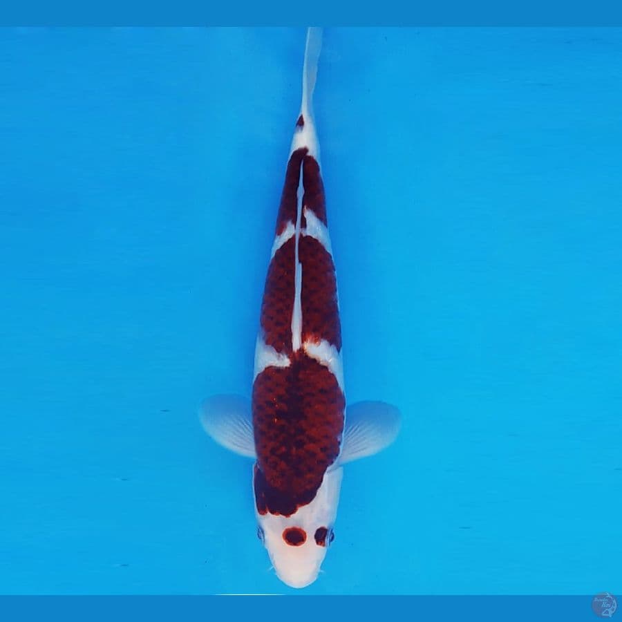 HANA 8 - GOROMO 31 cm/fm ®