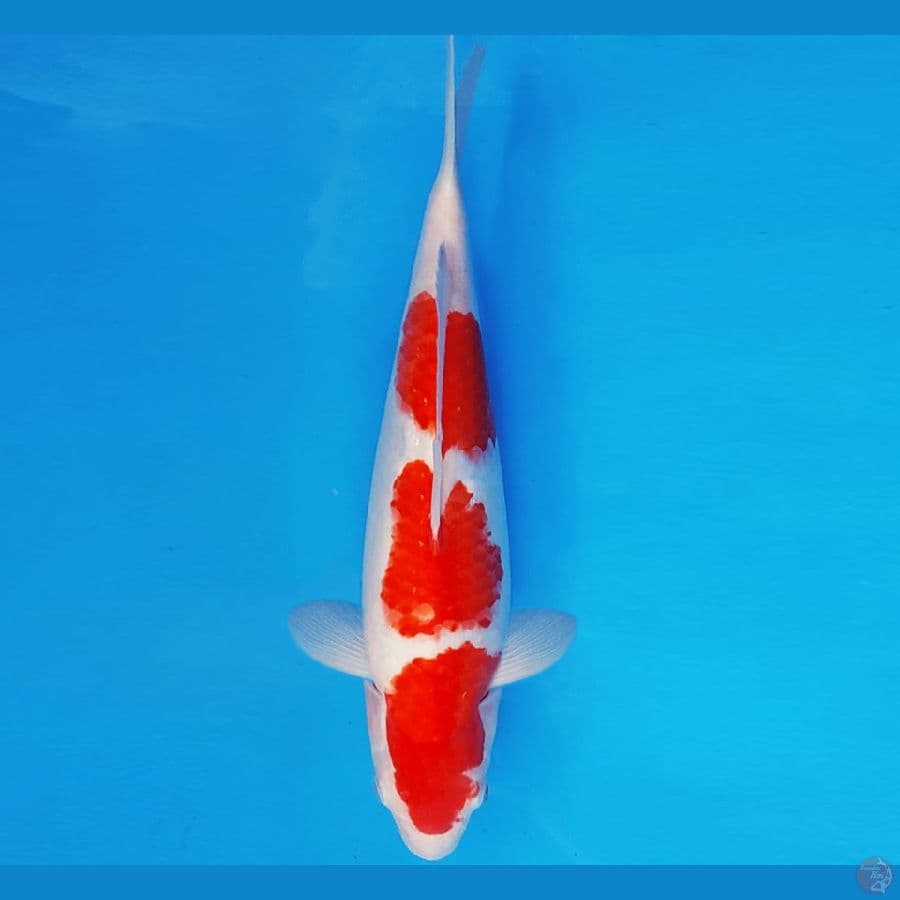 HANA 9 - KOHAKU 36 cm/fm ®