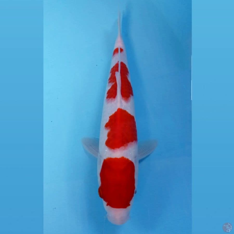 kohaku, 31 cm