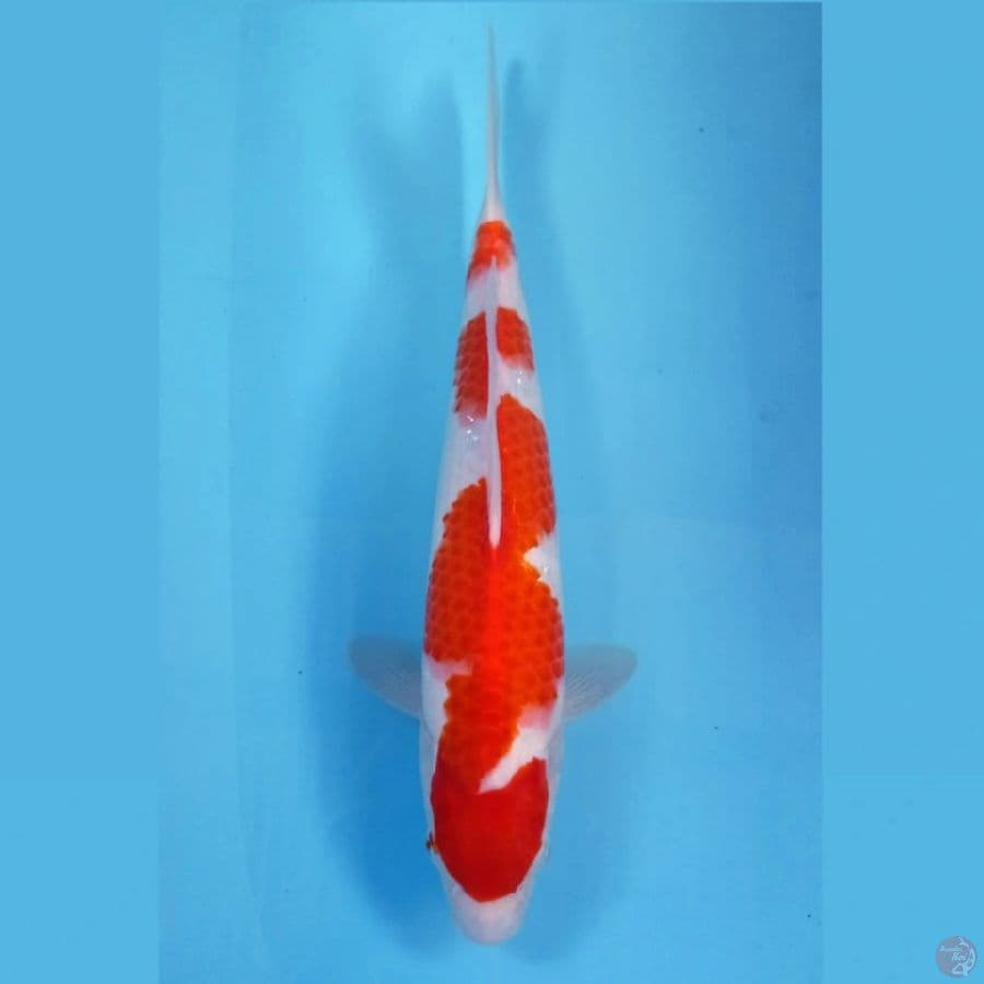 kohaku inazuma, 33 cm