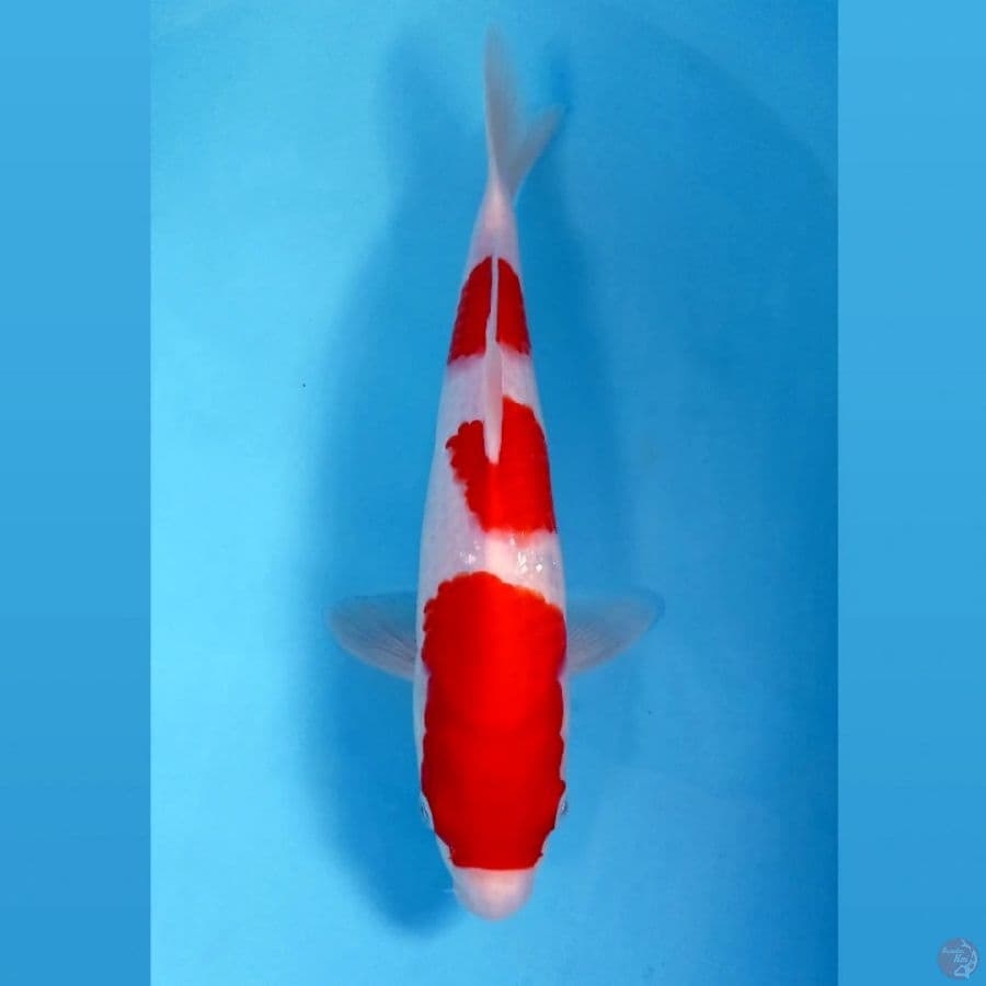 kohaku, 30 cm