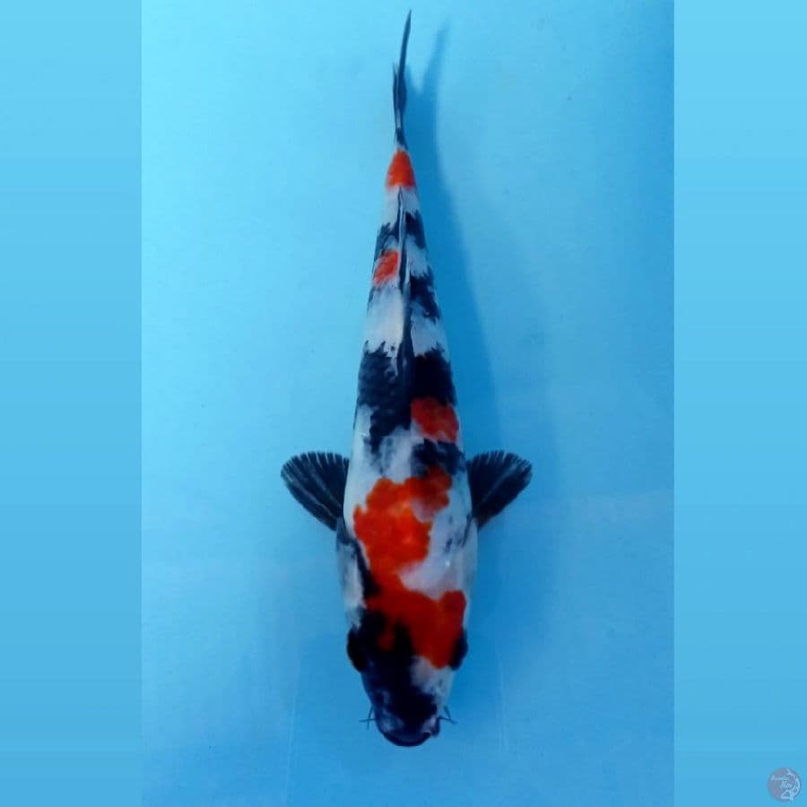 showa, 20 cm