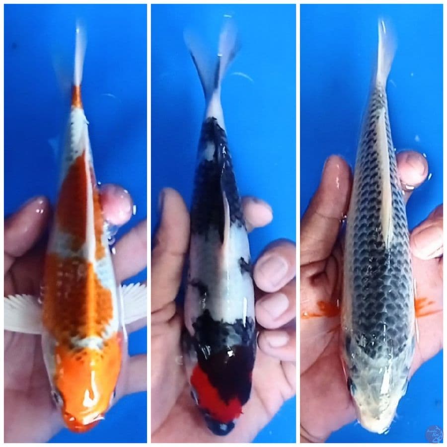 mik 22-23 cm