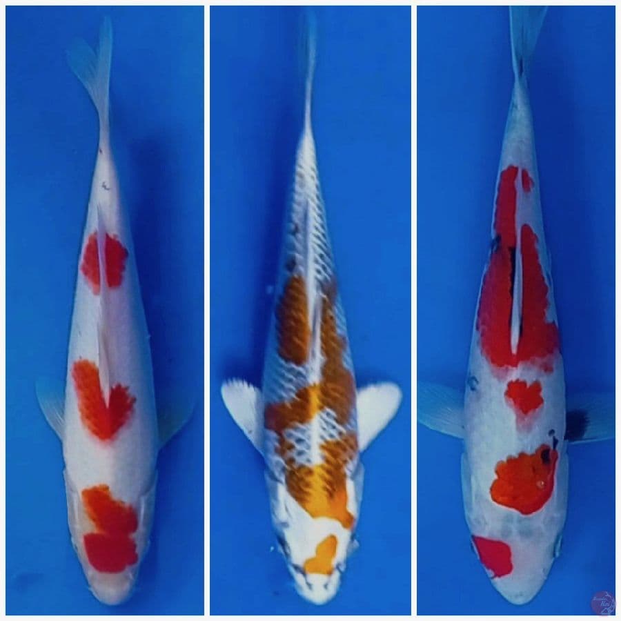 24-26 cm
