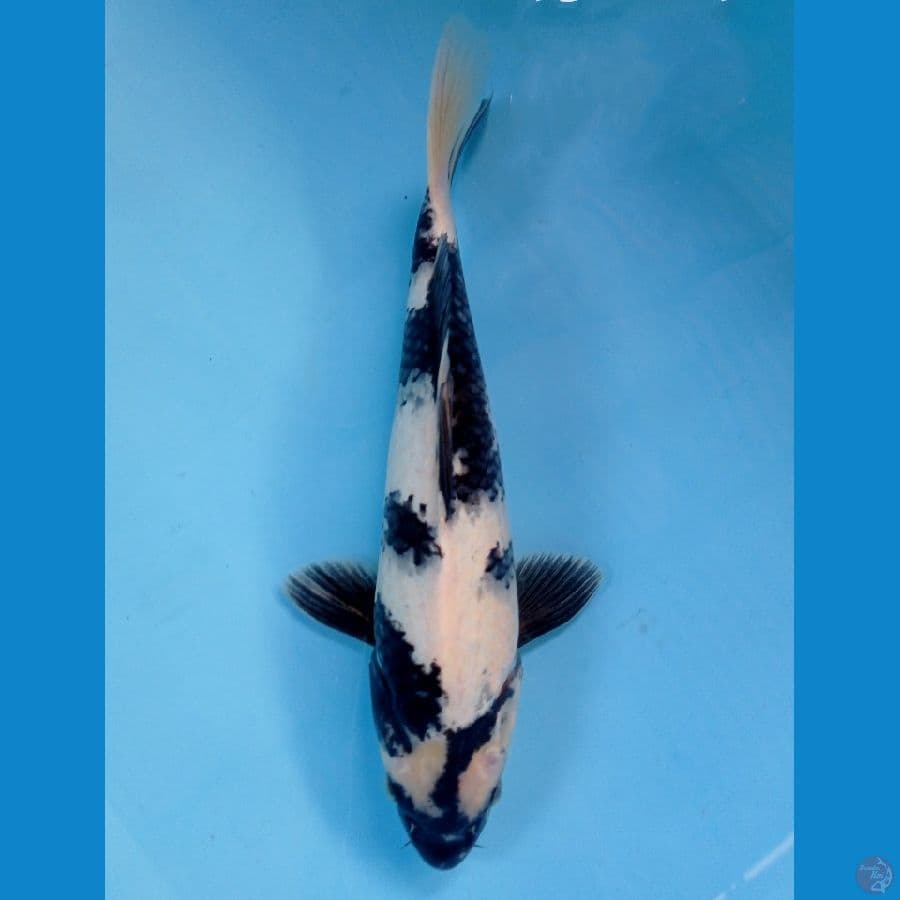 shiro 30 cm