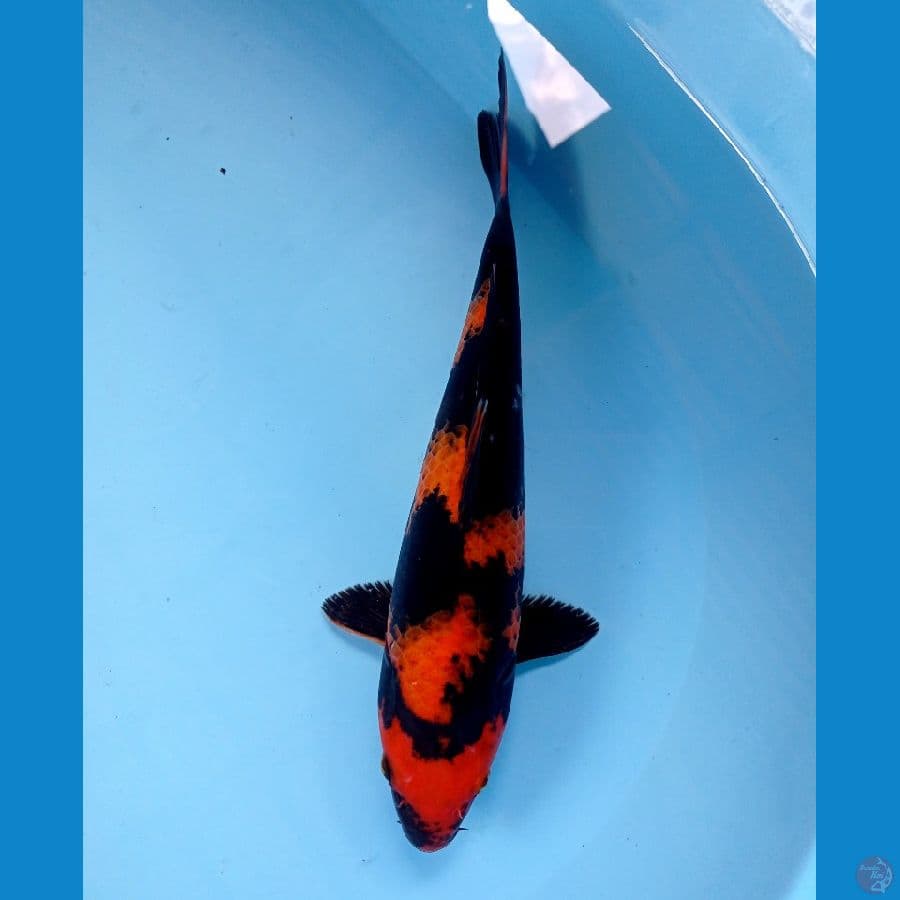 utsuri 28 cm