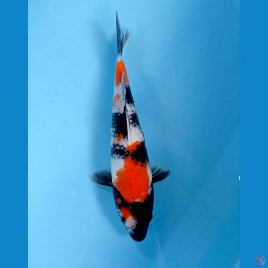 showa 26 cm