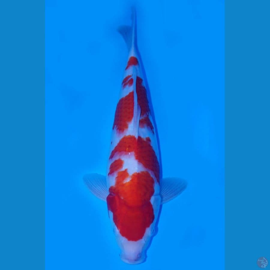 kohaku size 40cm
