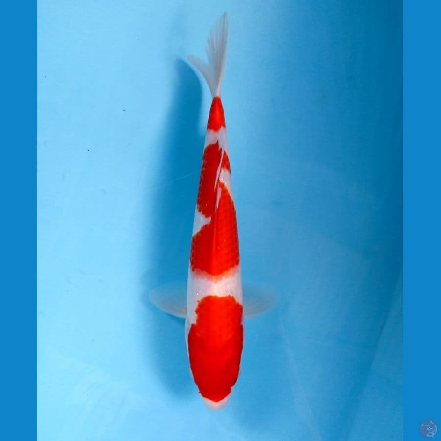 kohaku 26cm