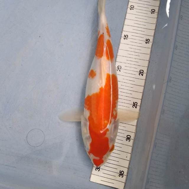 Kohaku