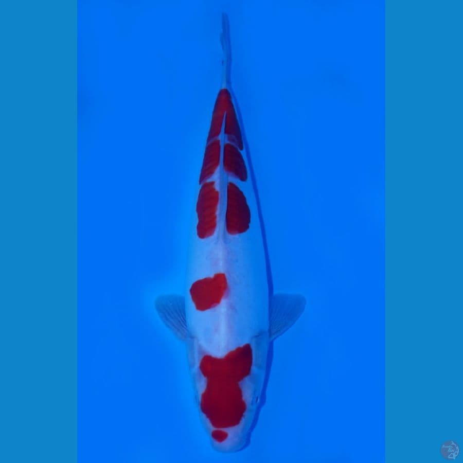 kohaku doit size36 cm