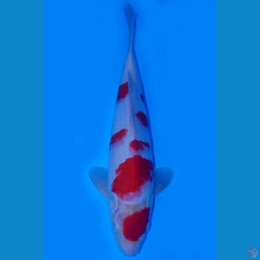 kohaku size 38cm