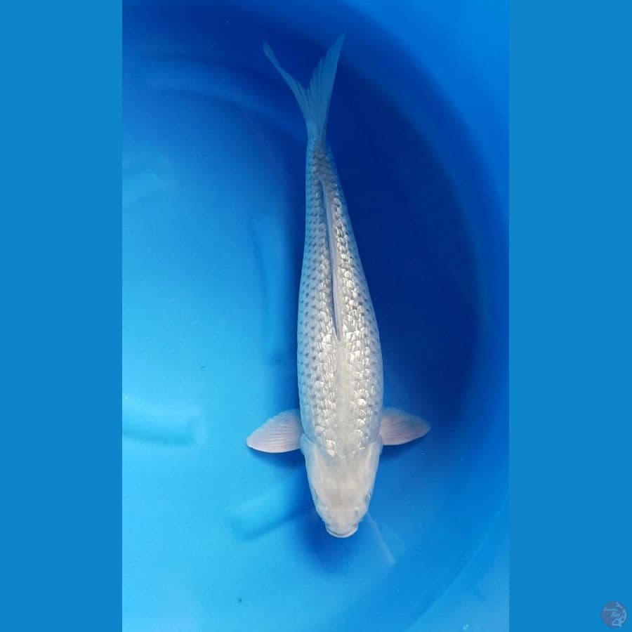 SHORAGOI GINRIN 47 cm
