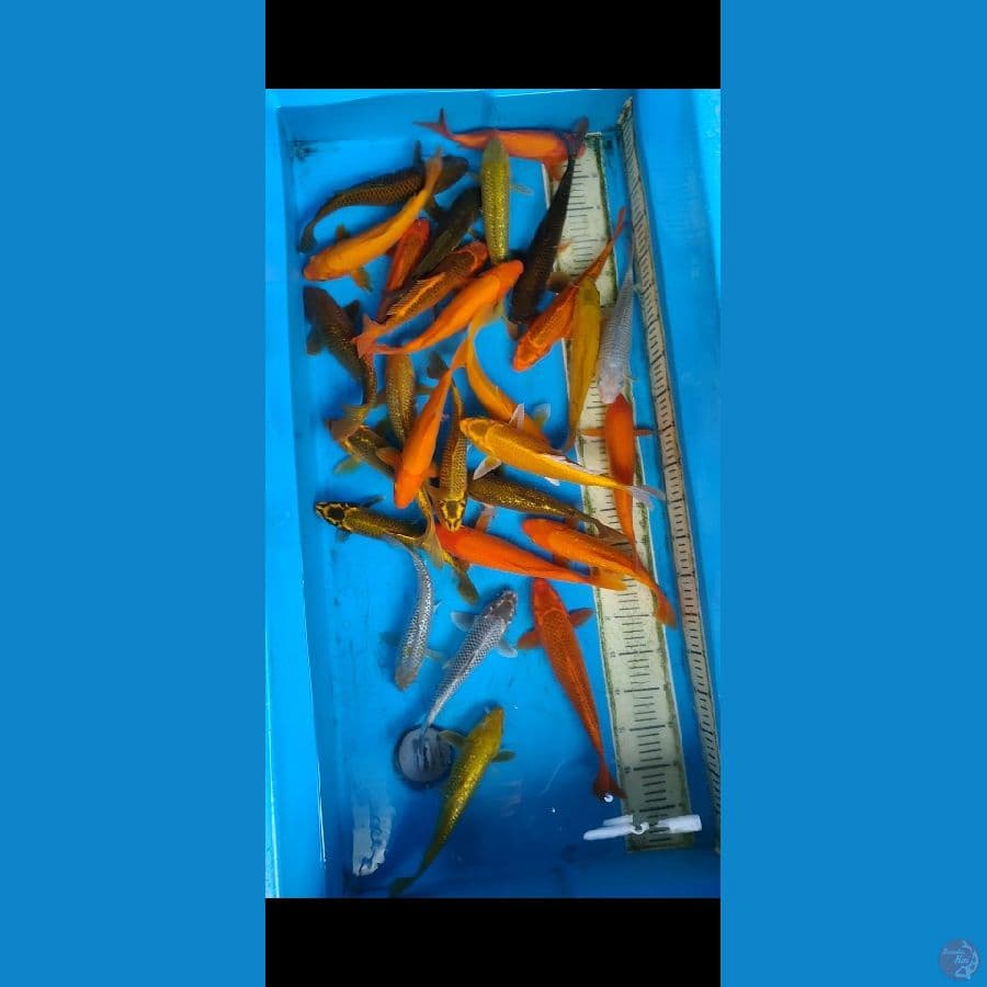 paket 25 ekor... 25-30cm