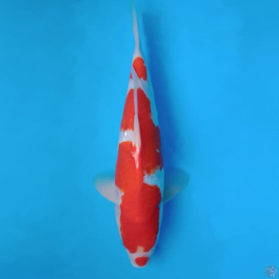 KOHAKU