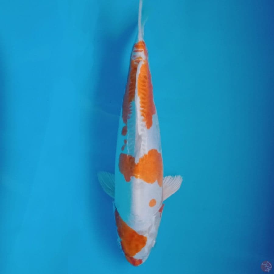 KIKUSHUI