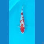 Spesial Sakura Kohaku