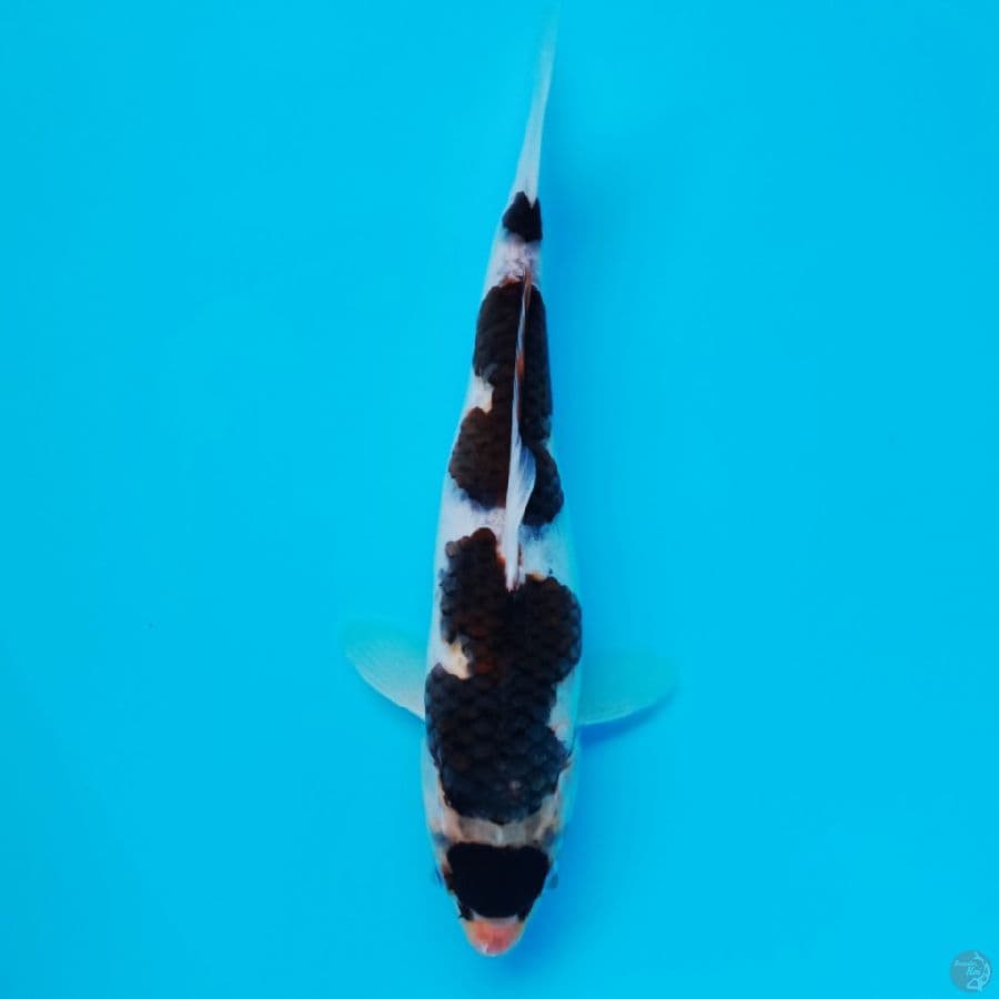 GOROMO