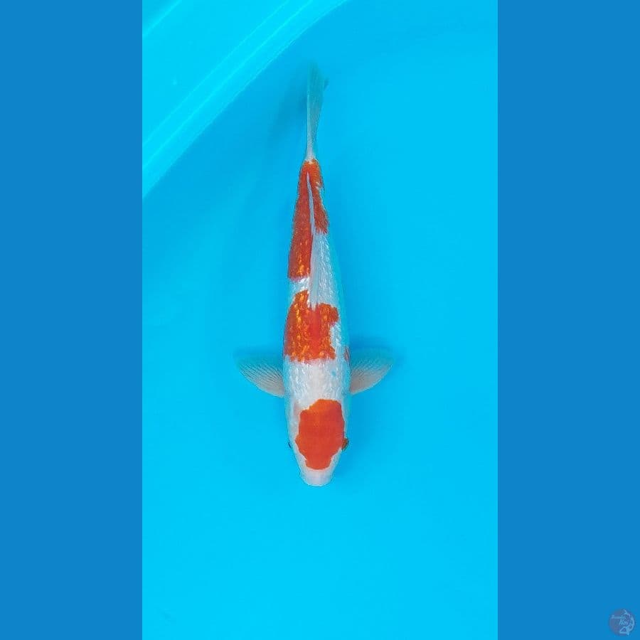 Original maruten kohaku ginrin