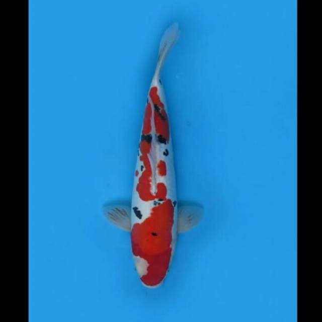 38cm - Sanke Doitsu Murni