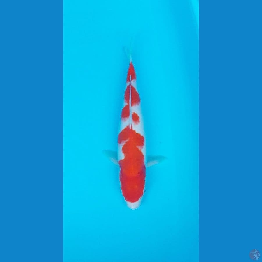 Spesial Kohaku 