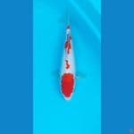 Kohaku superskin 4 step 