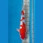 Kinginrin A Show Quality , Juara 2 1st HIPMI Koi show 