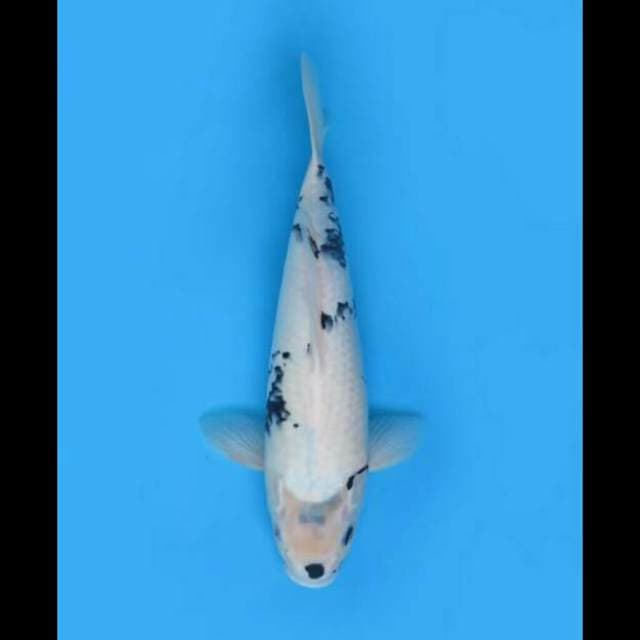 41cm - F1 Shiro Tategoi 