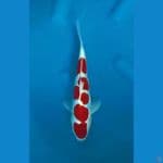 OB Nol Kohaku Doit 35bu Super Red