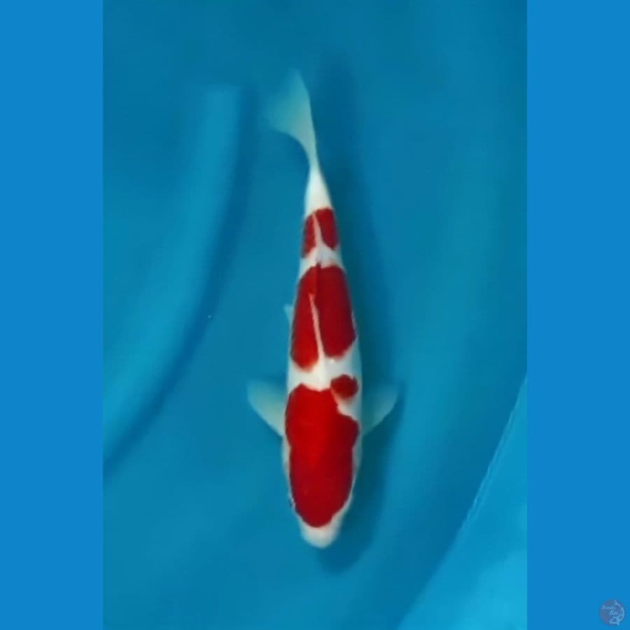 Obral OB Nol Kohaku Sisik Calon Champ 30bu
