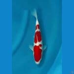Obral OB Nol Kohaku Sisik Calon Champ 30bu