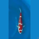 Obral OB Nol 40bu Super Doit Kohaku Deep Red
