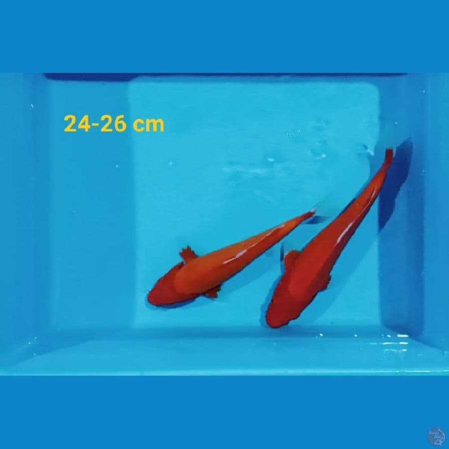 Akahajiro | 24-26 cm | uncheck