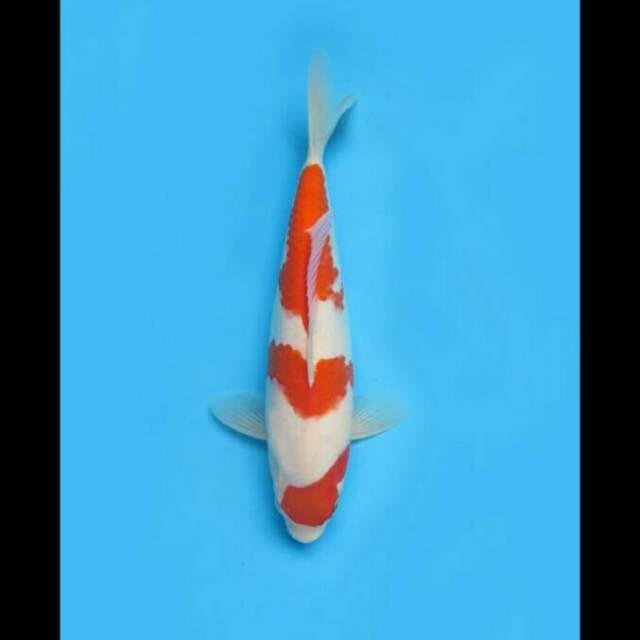 30cm - F1 Kohaku Longgor 
