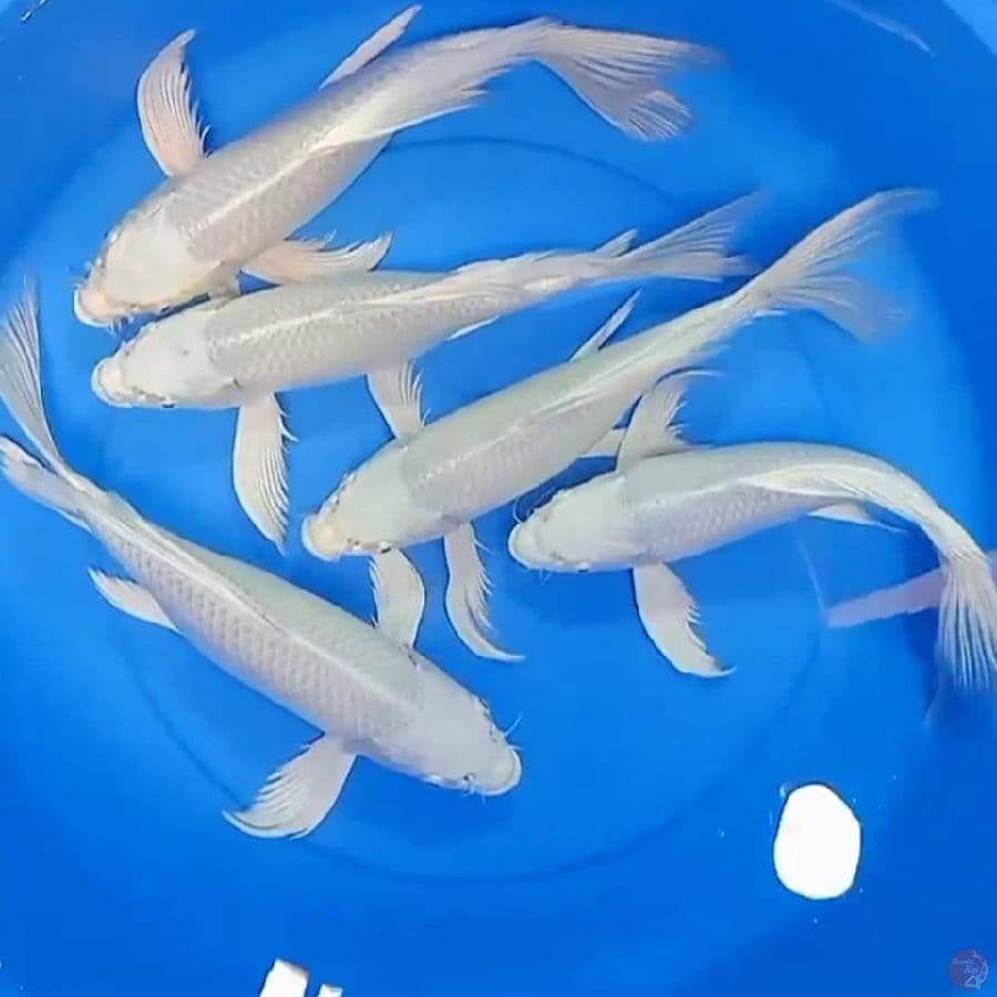 KUMPAY PLATINUM 30_36CM