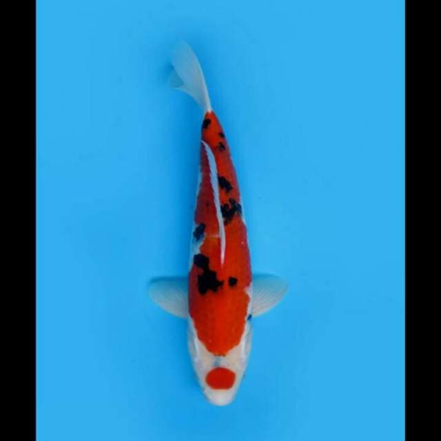 32cm - F1 Taisho Sanke Merah 