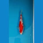 SQ Kohaku 