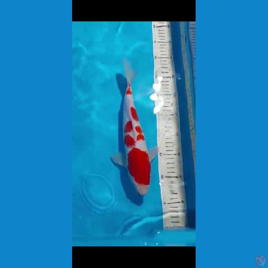 "KOHAKU - 31 CM"