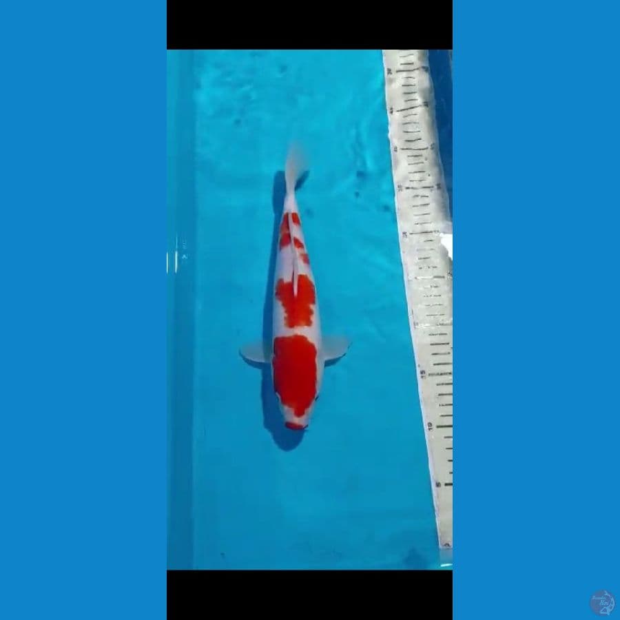 "KOHAKU - 31 CM"