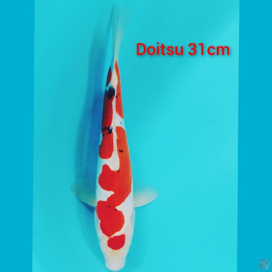 sanke maruten doitsu 