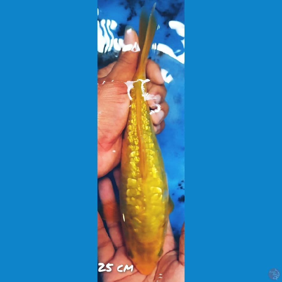 chagoi ginrin aragoke 25cm